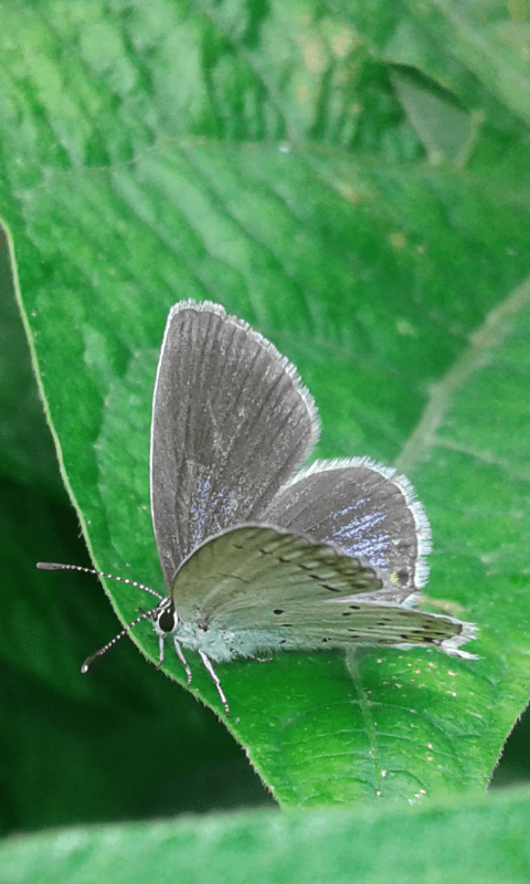 Cupido argiades (Lycaenidae), femmina? S